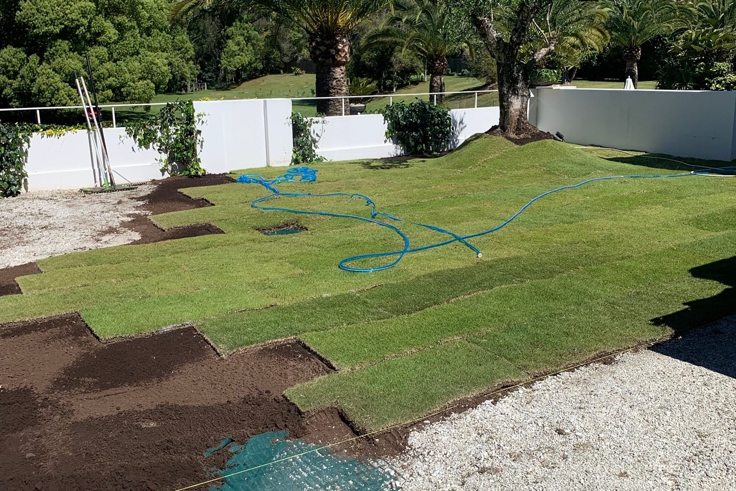 Fresh turf rolls being laid over prepared soil in front of a white garden wall, palms and an olive tree.